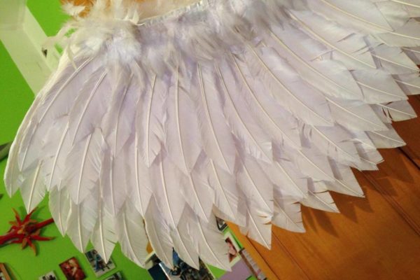 wings5