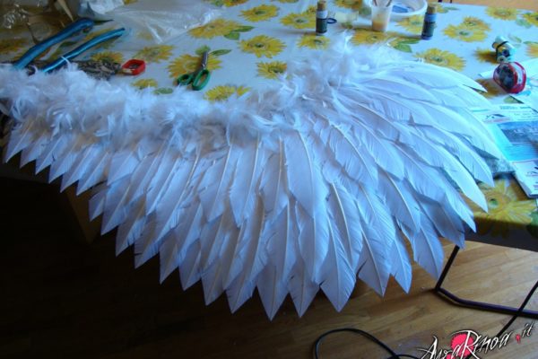 wings8